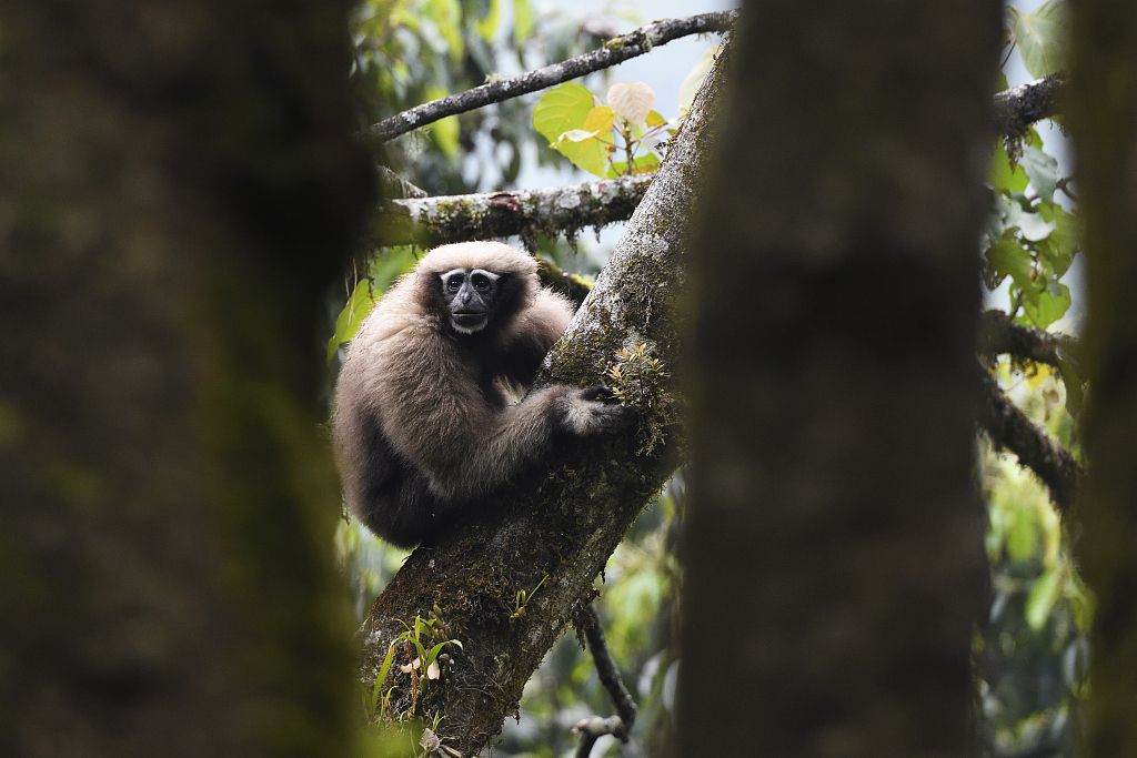 Skywalker Hoolock Gibbon Hoolock tianxing – Palm Oil Detectives