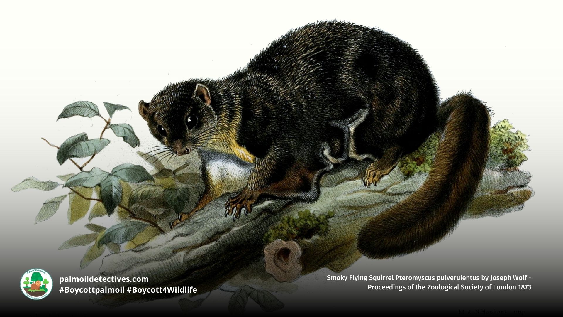 Smoky Flying Squirrel Pteromyscus pulverulentus