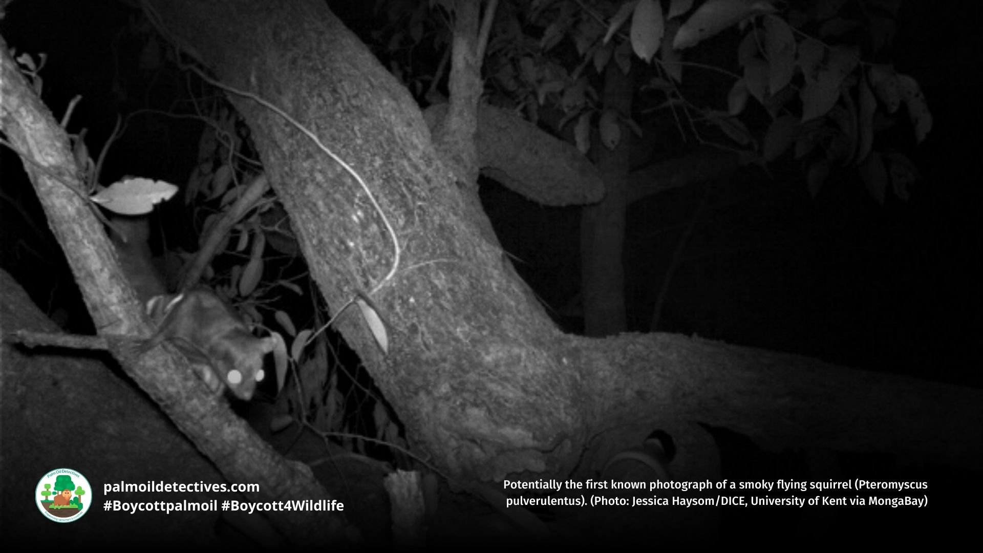 Smoky Flying Squirrel Pteromyscus pulverulentus