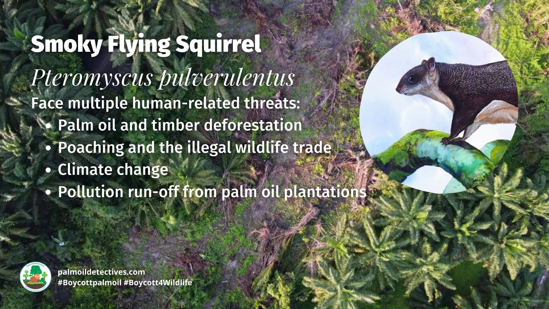 Smoky Flying Squirrel Pteromyscus pulverulentus threats 