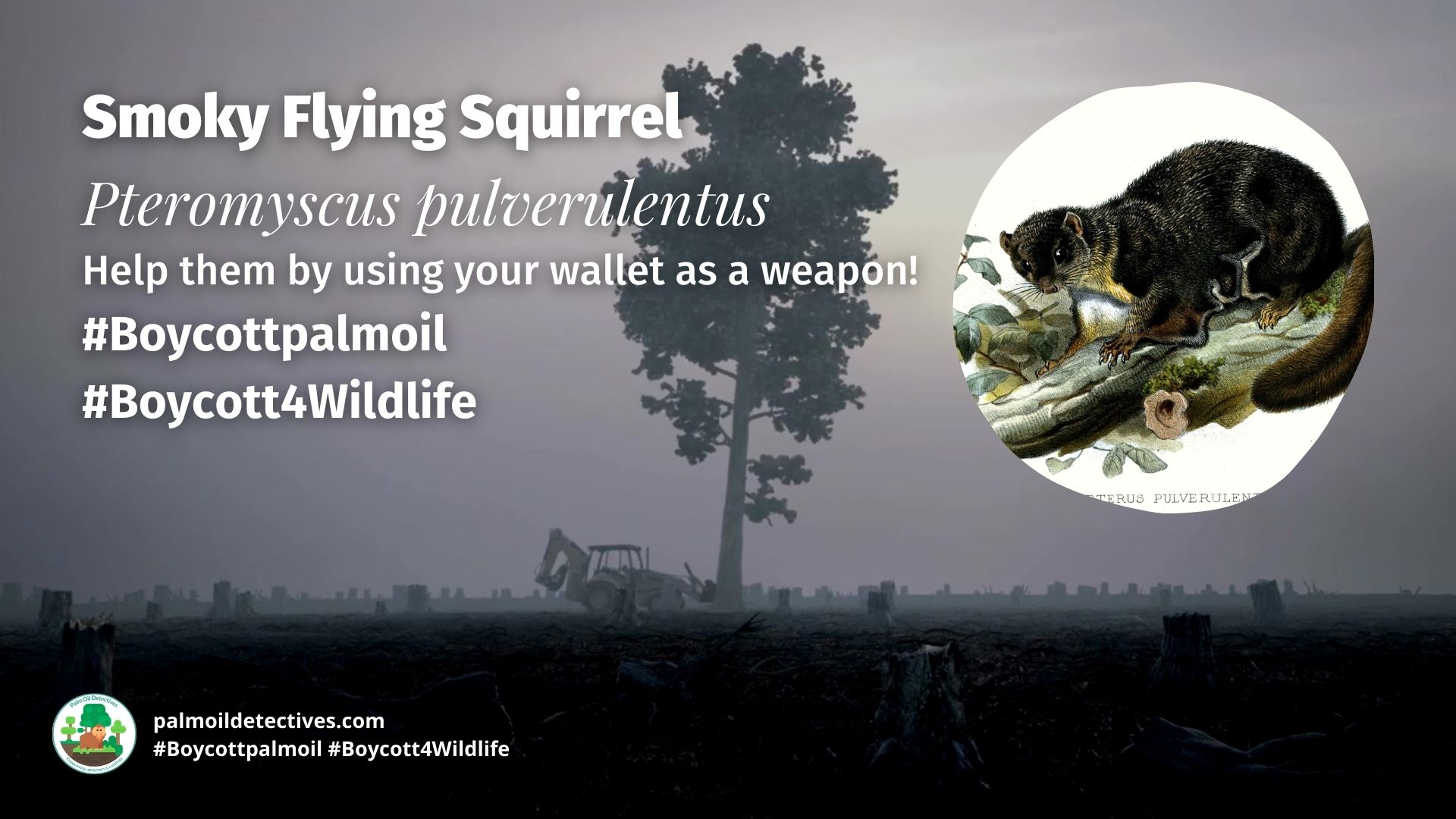 Smoky Flying Squirrel Pteromyscus pulverulentus boycott 