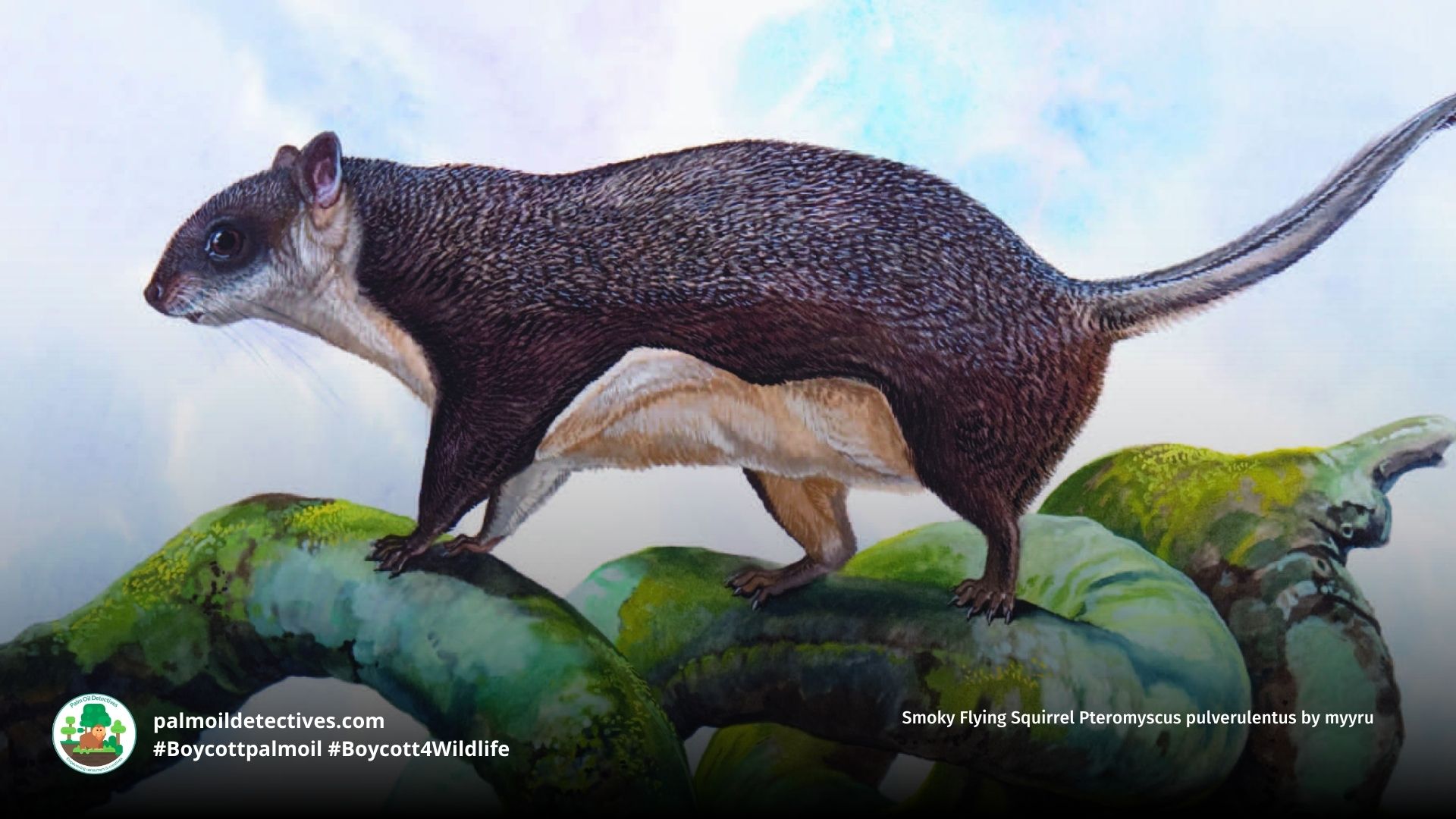 Smoky Flying Squirrel Pteromyscus pulverulentus walking on branch