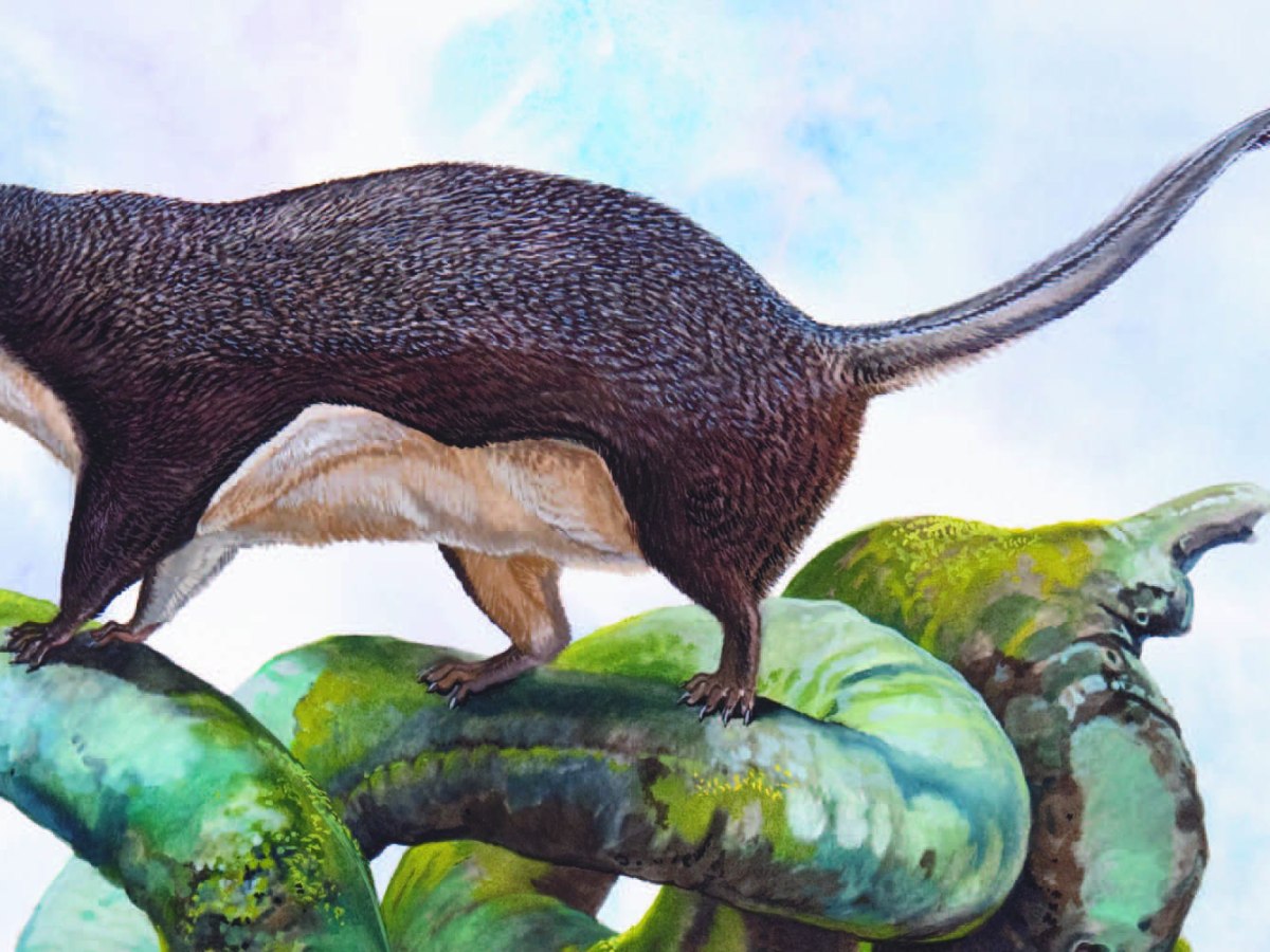 Smoky Flying Squirrel Pteromyscus&nbsp;pulverulentus