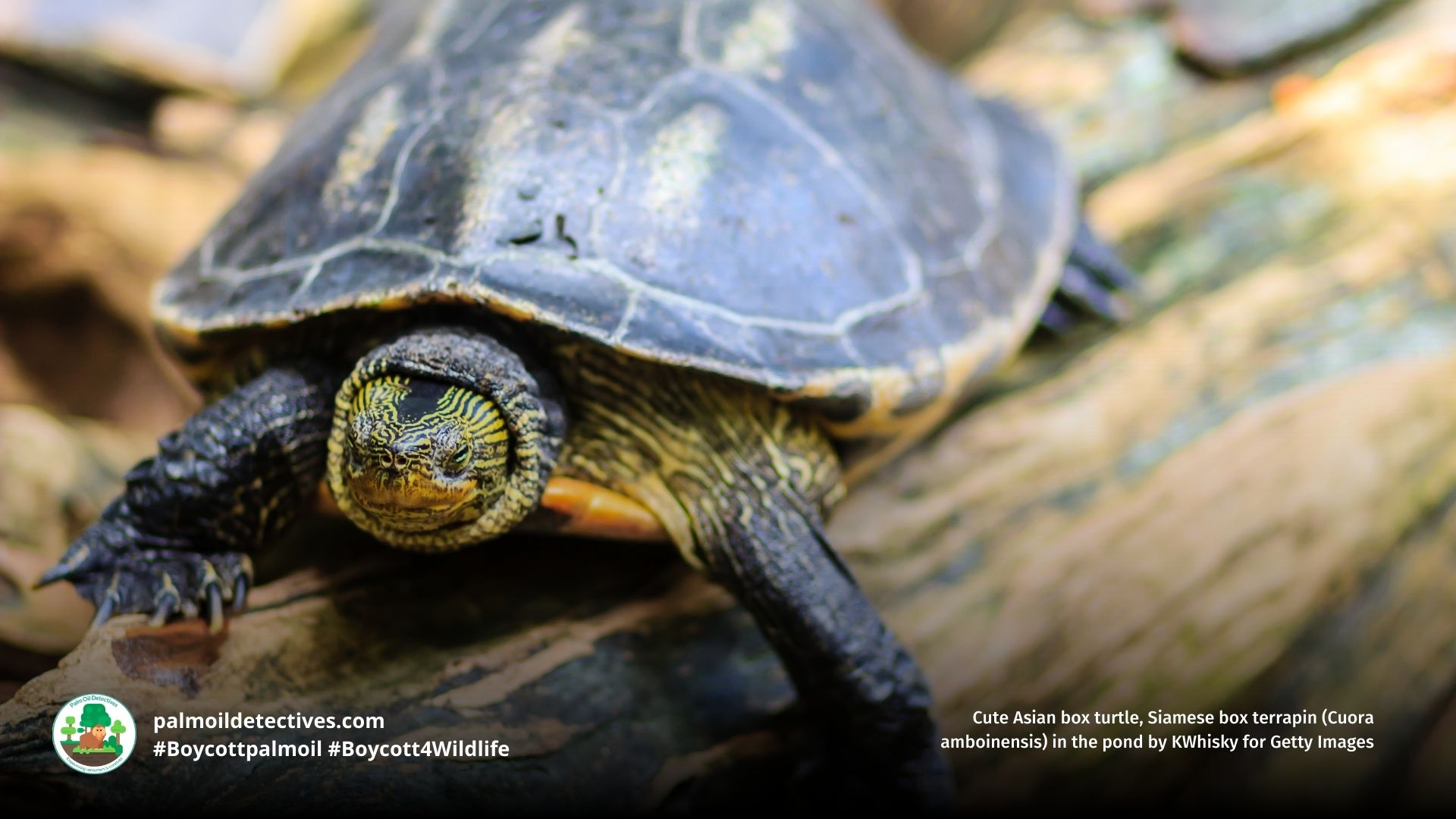 Southeast Asian Box Turtle Cuora amboinensis close up