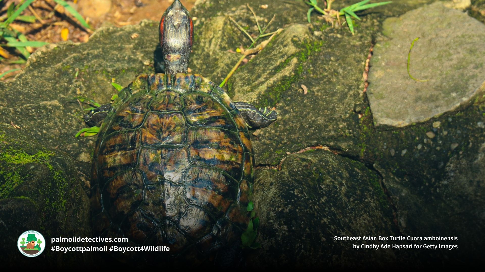 Southeast Asian Box Turtle Cuora amboinensis close up
