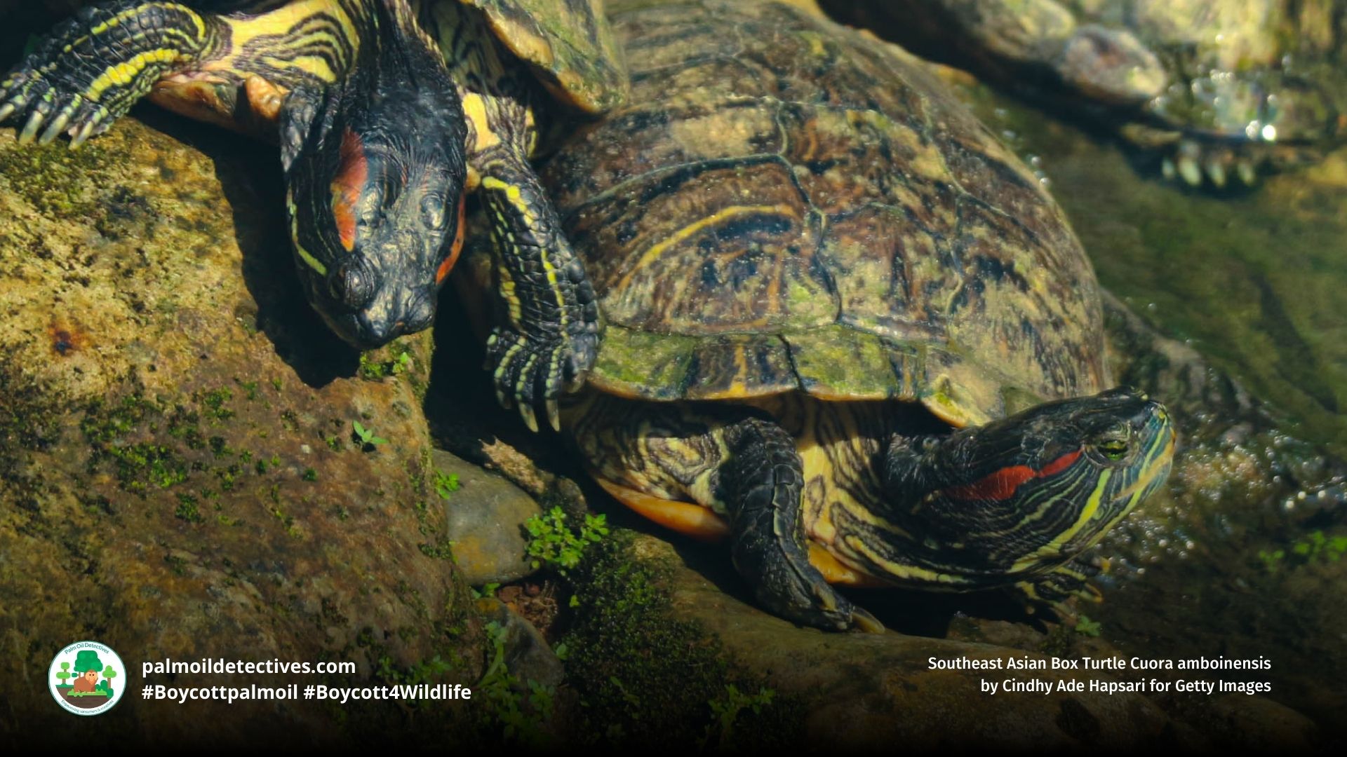 Southeast Asian Box Turtle Cuora amboinensis close up climbing out of a river