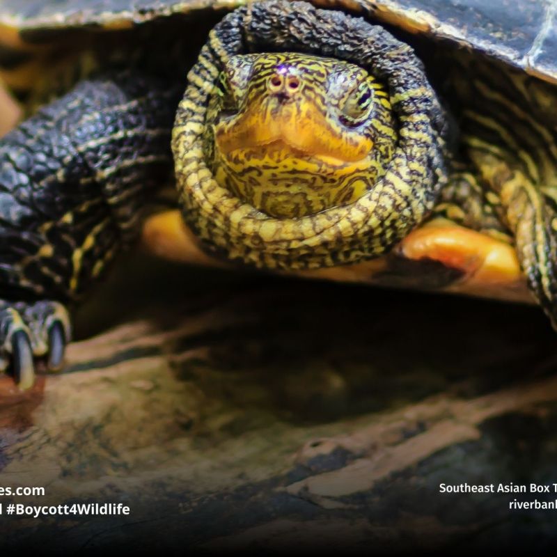 Southeast Asian Box Turtle Cuora&nbsp;amboinensis