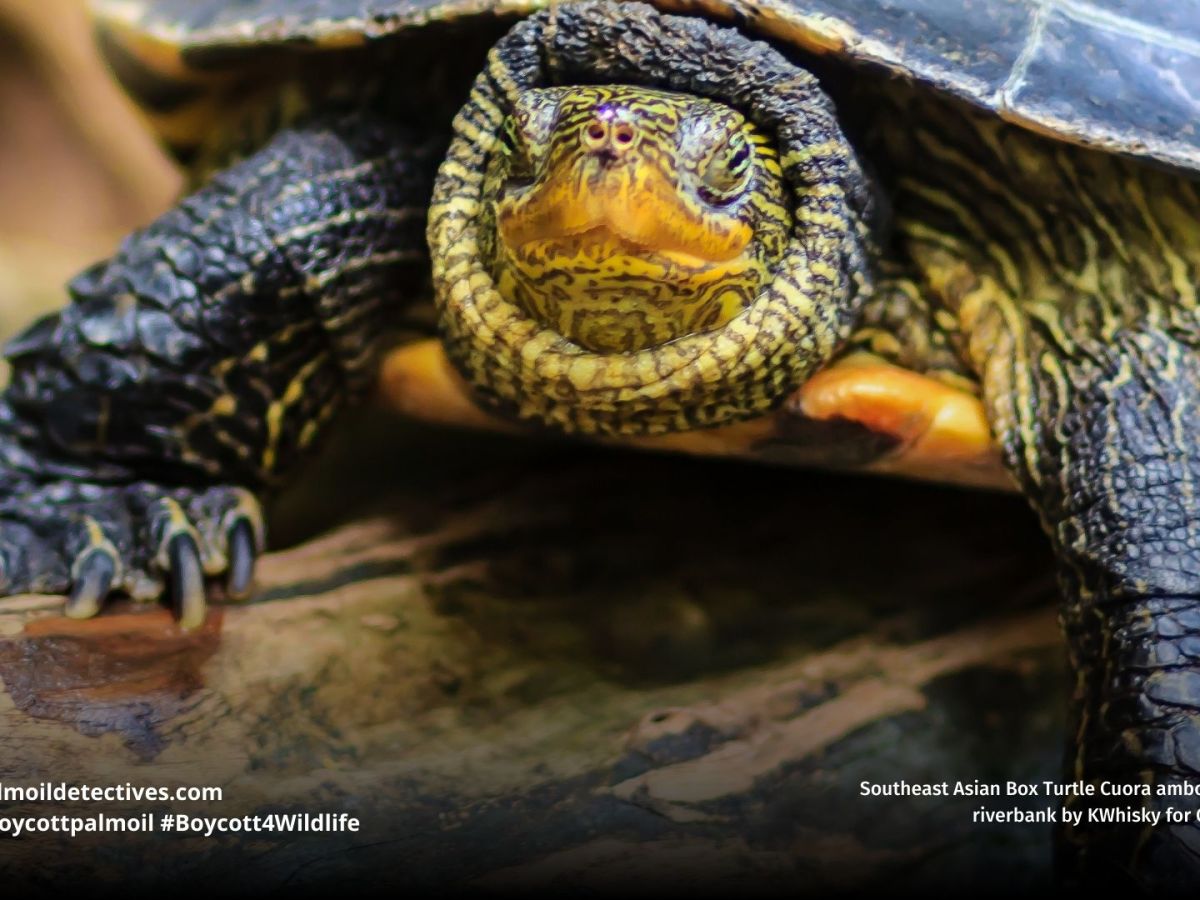 Southeast Asian Box Turtle Cuora&nbsp;amboinensis