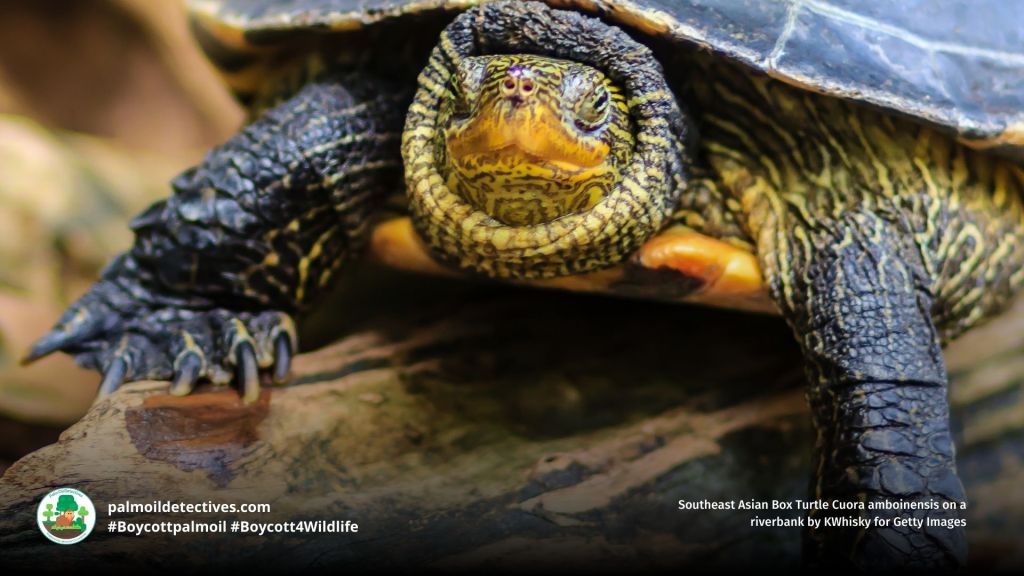 Southeast Asian Box Turtle Cuora amboinensis close up head disappearing