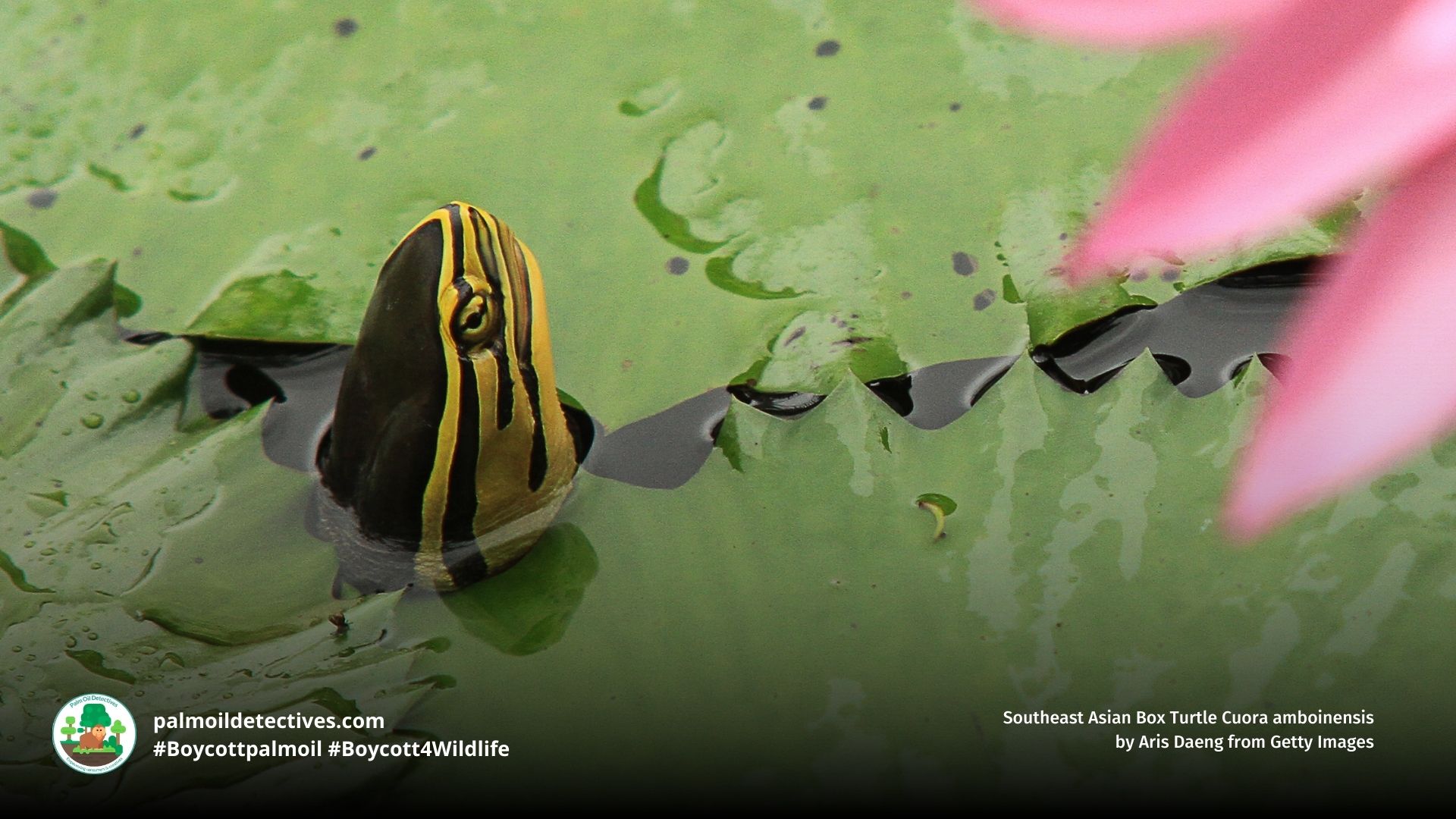 Southeast Asian Box Turtle Cuora amboinensis swimming in a river