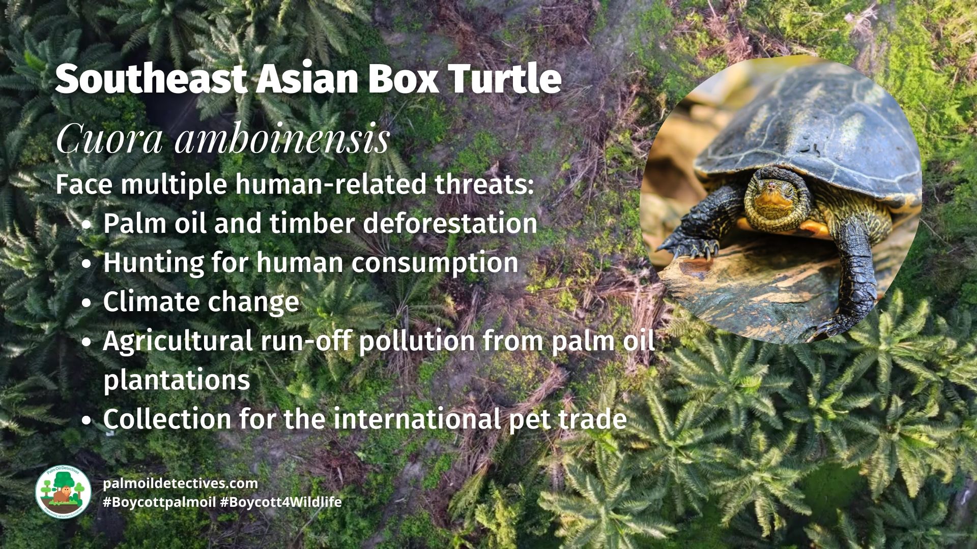 Southeast Asian Box Turtle Cuora amboinensis close up threats
