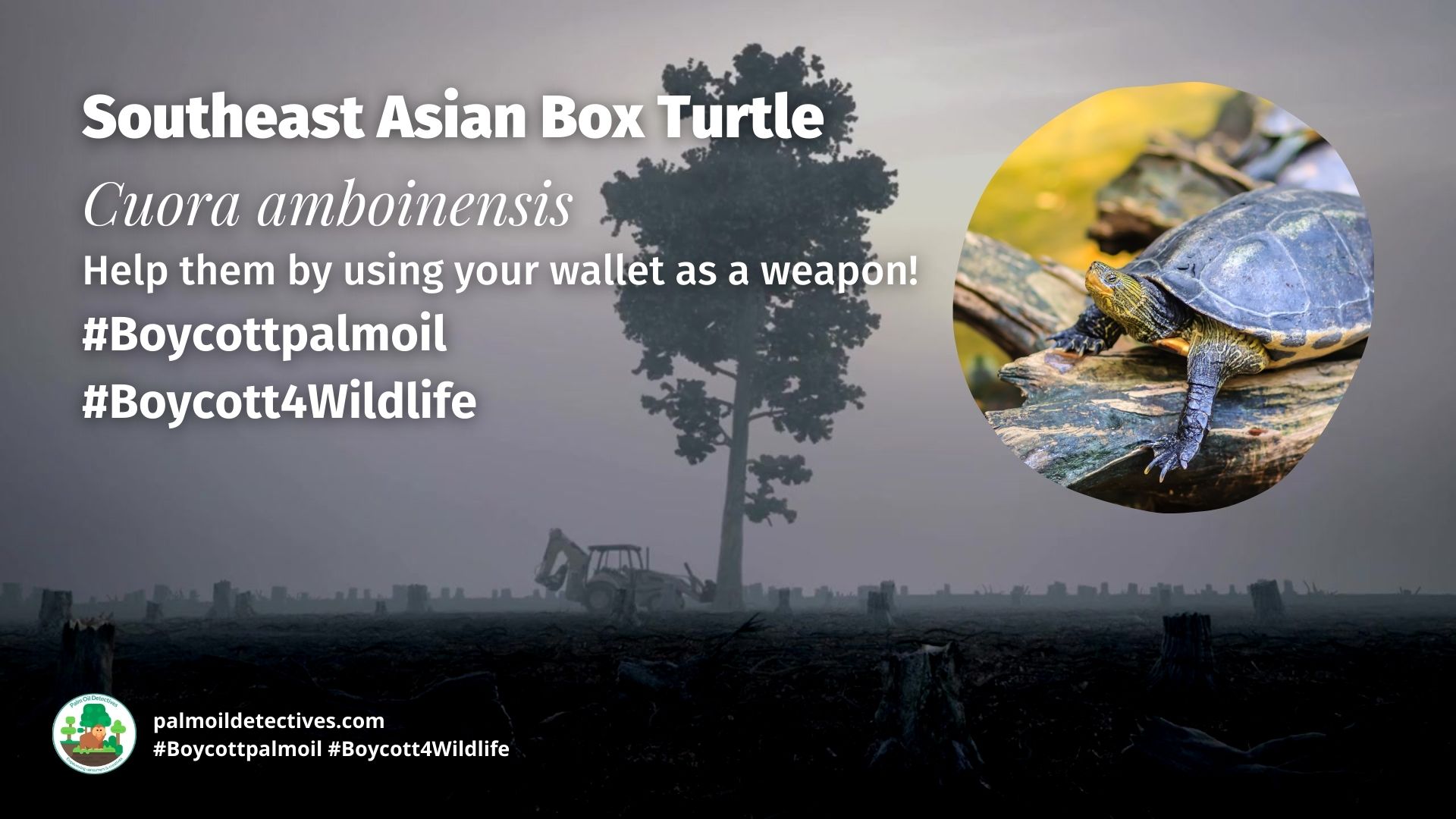 Southeast Asian Box Turtle Cuora amboinensis close up boycott palm oil