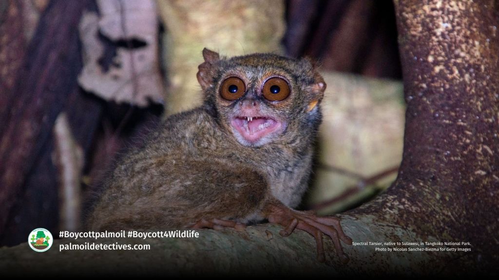 Spectral Tarsier, native to Sulawesi, in Tangkoko National Park. Photo by Nicolas Sanchez-Biezma for Getty Images
