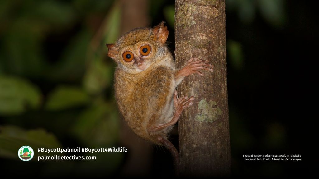 Spectral Tarsier, native to Sulawesi, in Tangkoko National Park. Photo_ Artrush for Getty Images (2)