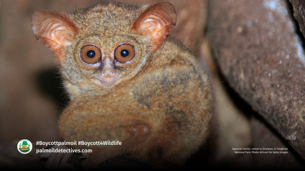 Spectral Tarsier, native to Sulawesi, in Tangkoko National Park. Photo_ Artrush for Getty Images (3)