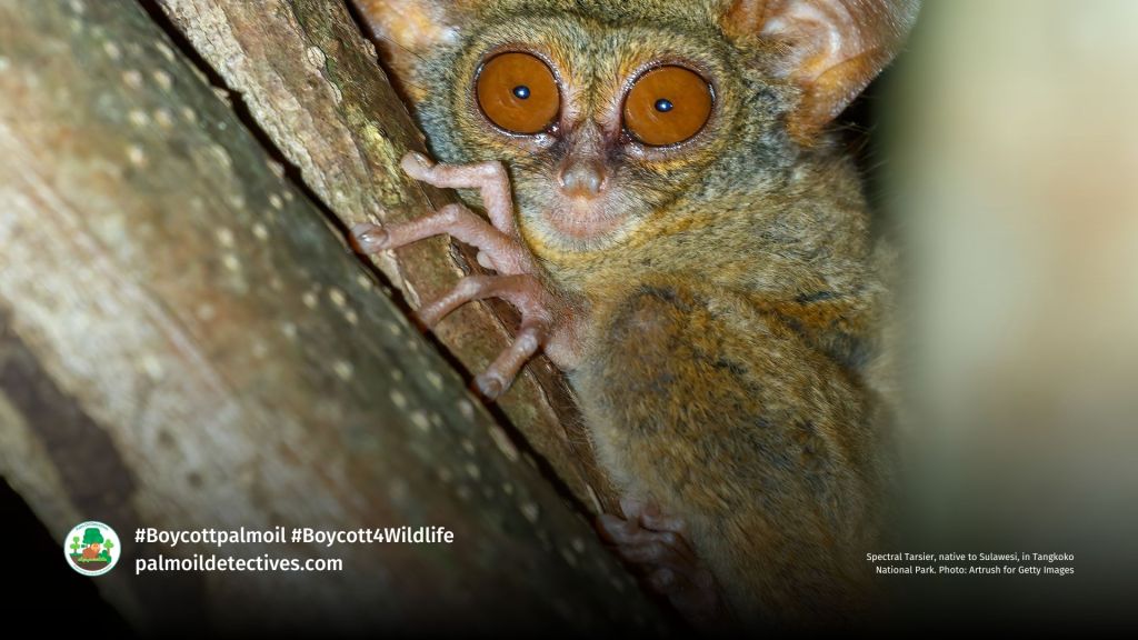 Spectral Tarsier, native to Sulawesi, in Tangkoko National Park. Photo_ Artrush for Getty Images