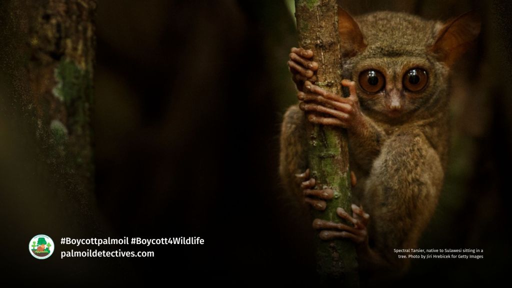 Spectral Tarsier, native to Sulawesi sitting in a tree. Photo_ Andrej Gudkov for Getty Images