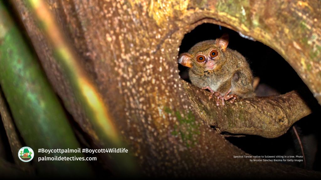 Spectral Tarsier native to Sulawesi sitting in a tree. Photo by Nicolas Sanchez Biezma for Getty Images (2)