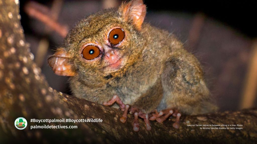 Spectral Tarsier native to Sulawesi sitting in a tree. Photo by Nicolas Sanchez Biezma for Getty Images