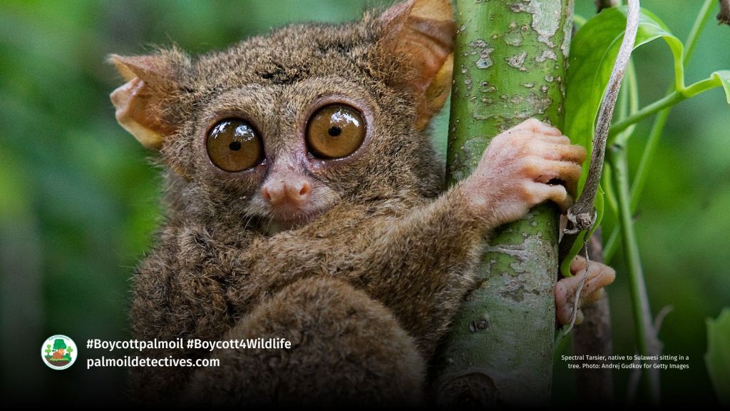 Spectral Tarsier, native to Sulawesi sitting in a tree. Photo_ Andrej Gudkov for Getty Images
