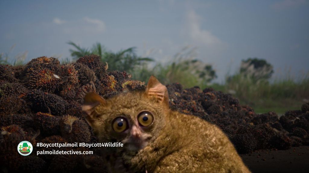 Spectral Tarsier Tarsius tarsier (2)