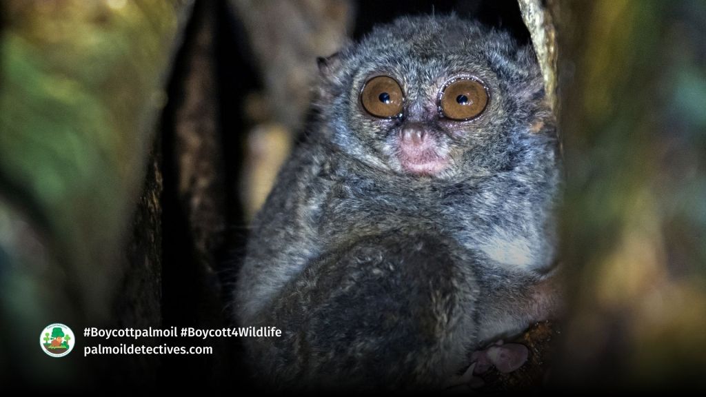 Spectral Tarsier Tarsius tarsier (3)