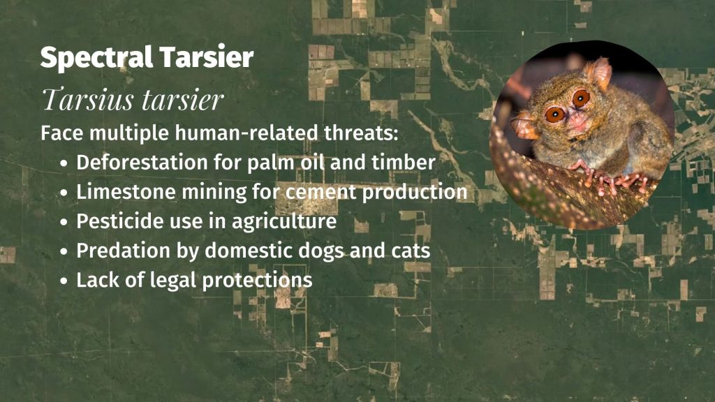 Spectral Tarsier Tarsius tarsier threats