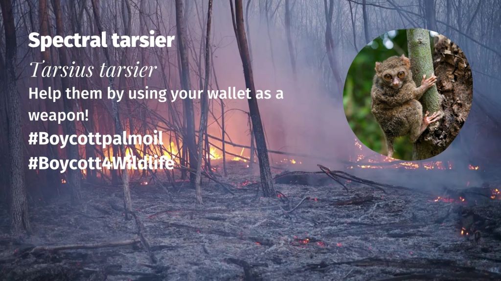 Spectral Tarsier Tarsius tarsier (5) boycott palm oil!