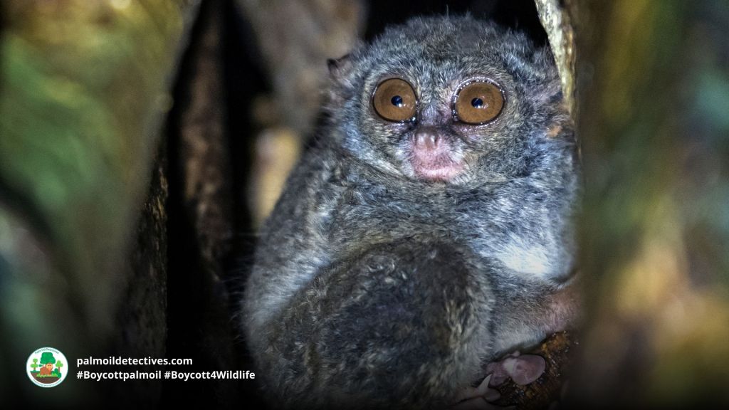 Spectral Tarsier Tarsius tarsier - Asia 1