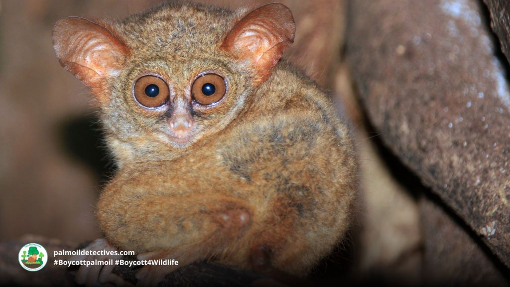 Spectral Tarsier Tarsius tarsier - Asia 4