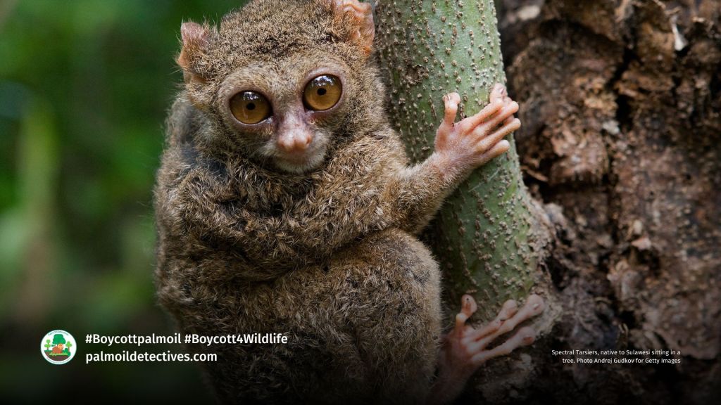 Spectral Tarsiers, native to Sulawesi sitting in a tree. Photo Andrej Gudkov for Getty Images