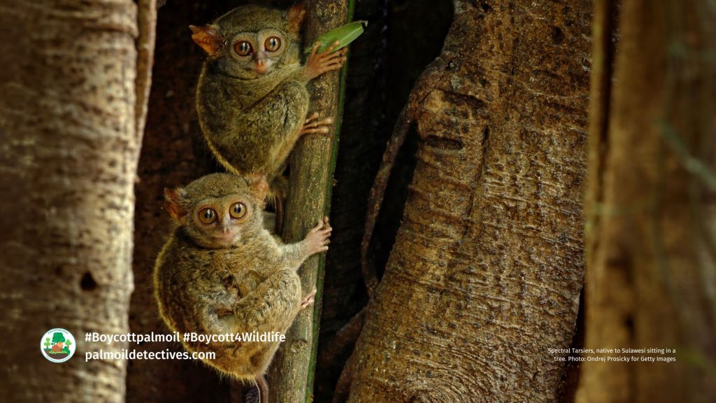 Spectral Tarsiers, native to Sulawesi sitting in a tree. Photo_ Ondrej Prosicky for Getty Images