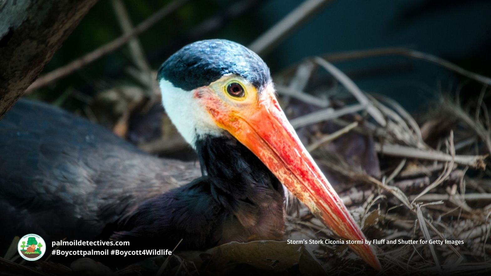 Storm’s Stork Ciconia stormi by Fluff and Shutter for Getty Images