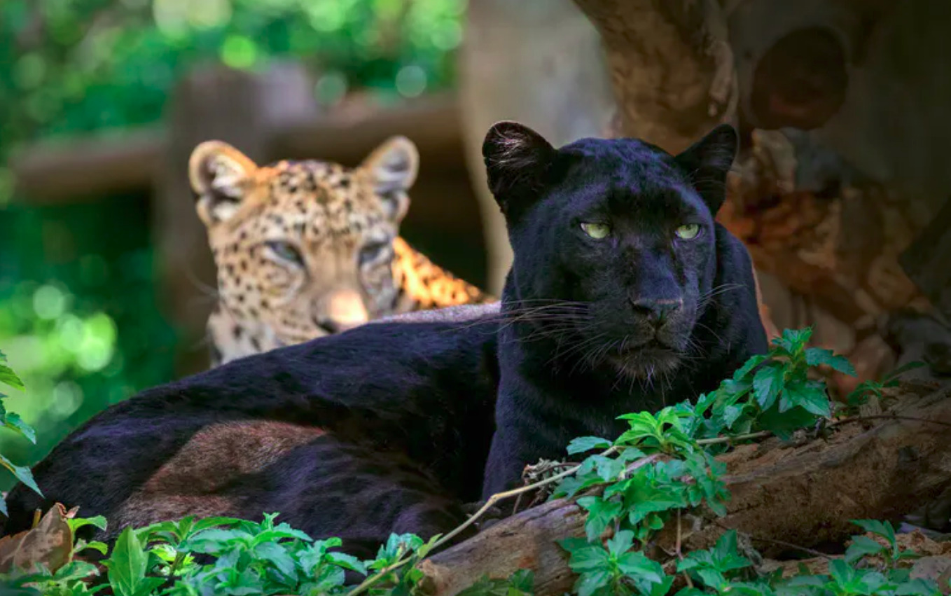 The why, what and where of the world's black leopards