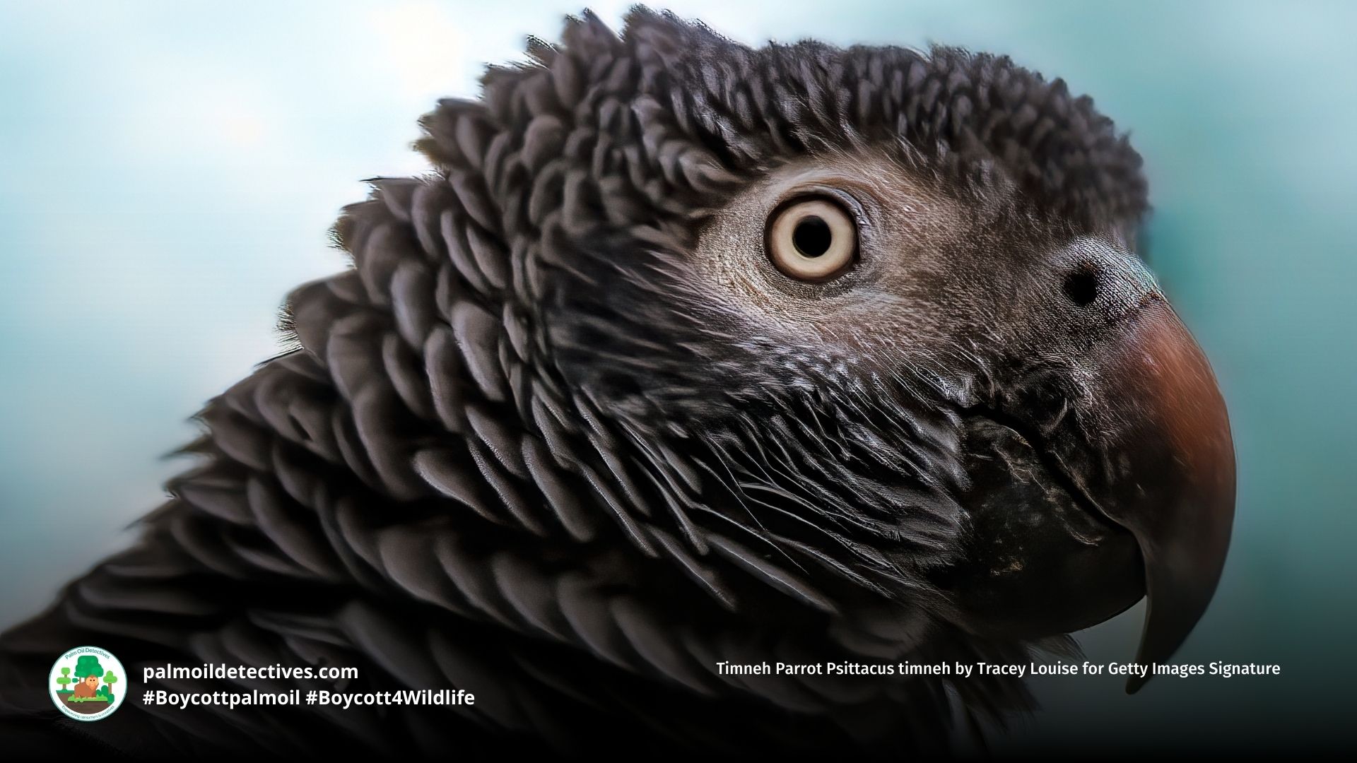 Timneh Parrot Psittacus timneh face close up
