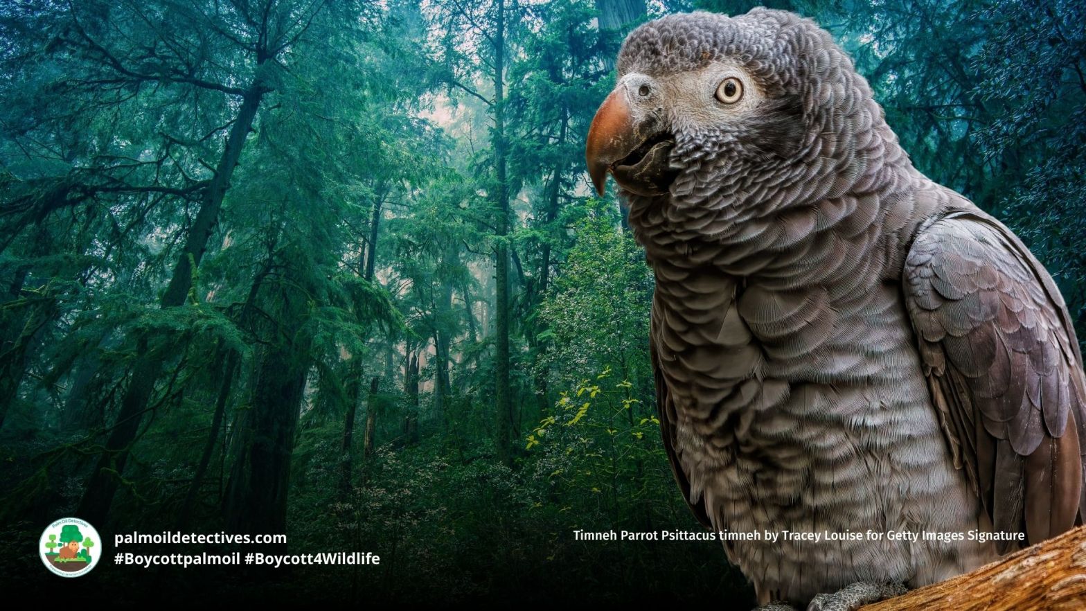 Timneh Parrot Psittacus timneh in African rainforest