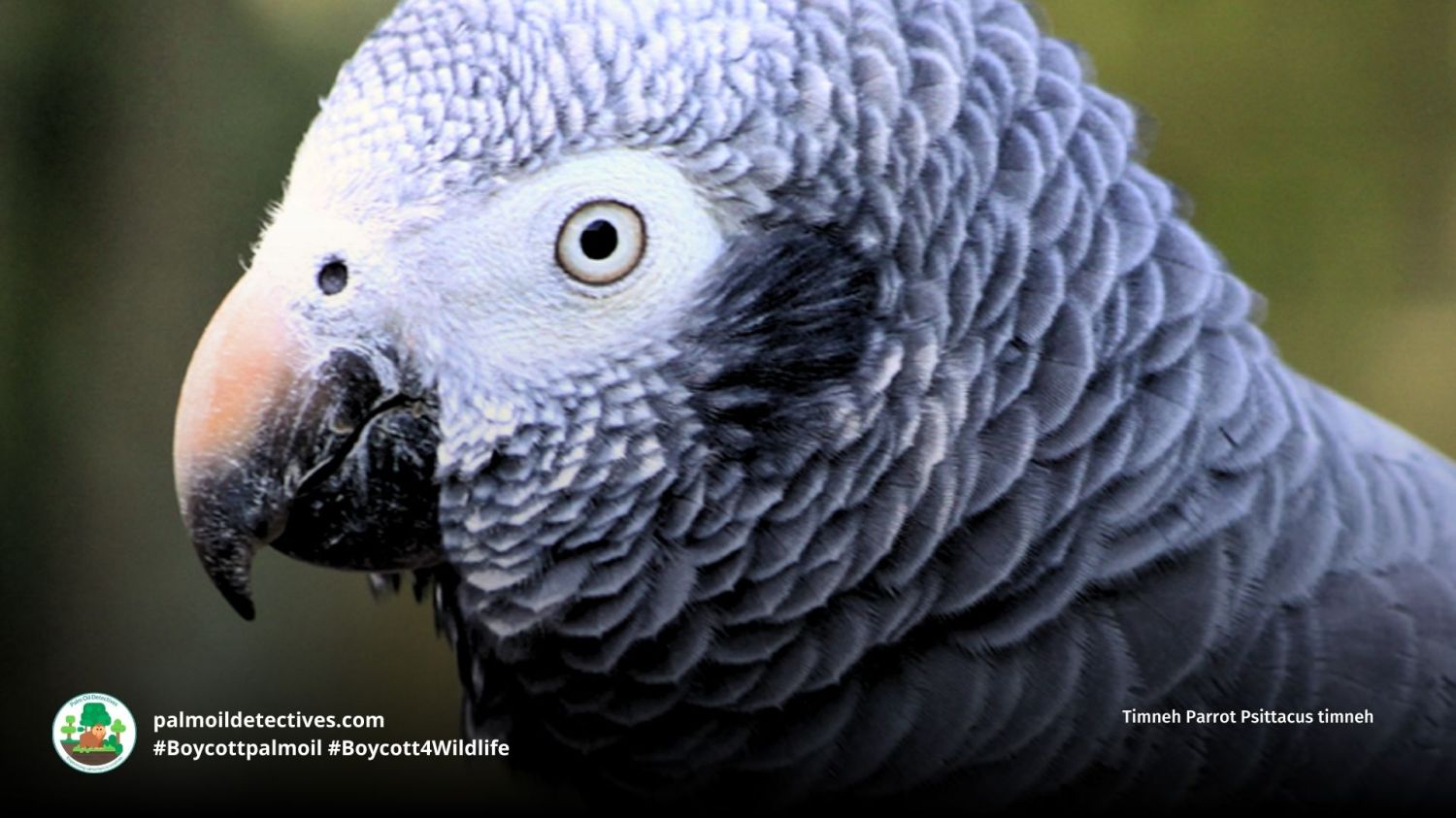 Timneh Parrot Psittacus timneh - Palm Oil Detectives