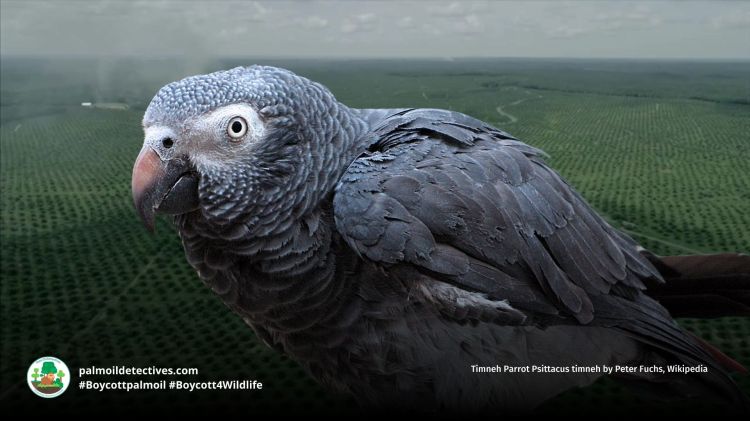 Timneh Parrot Psittacus timneh palm oil is a threat