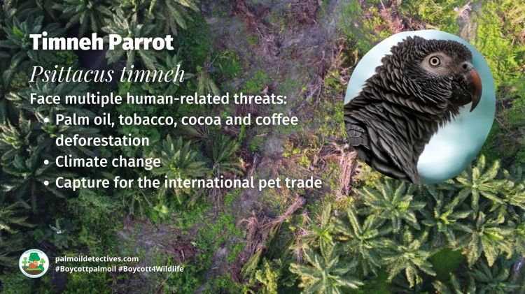 Timneh Parrot Psittacus timneh threats