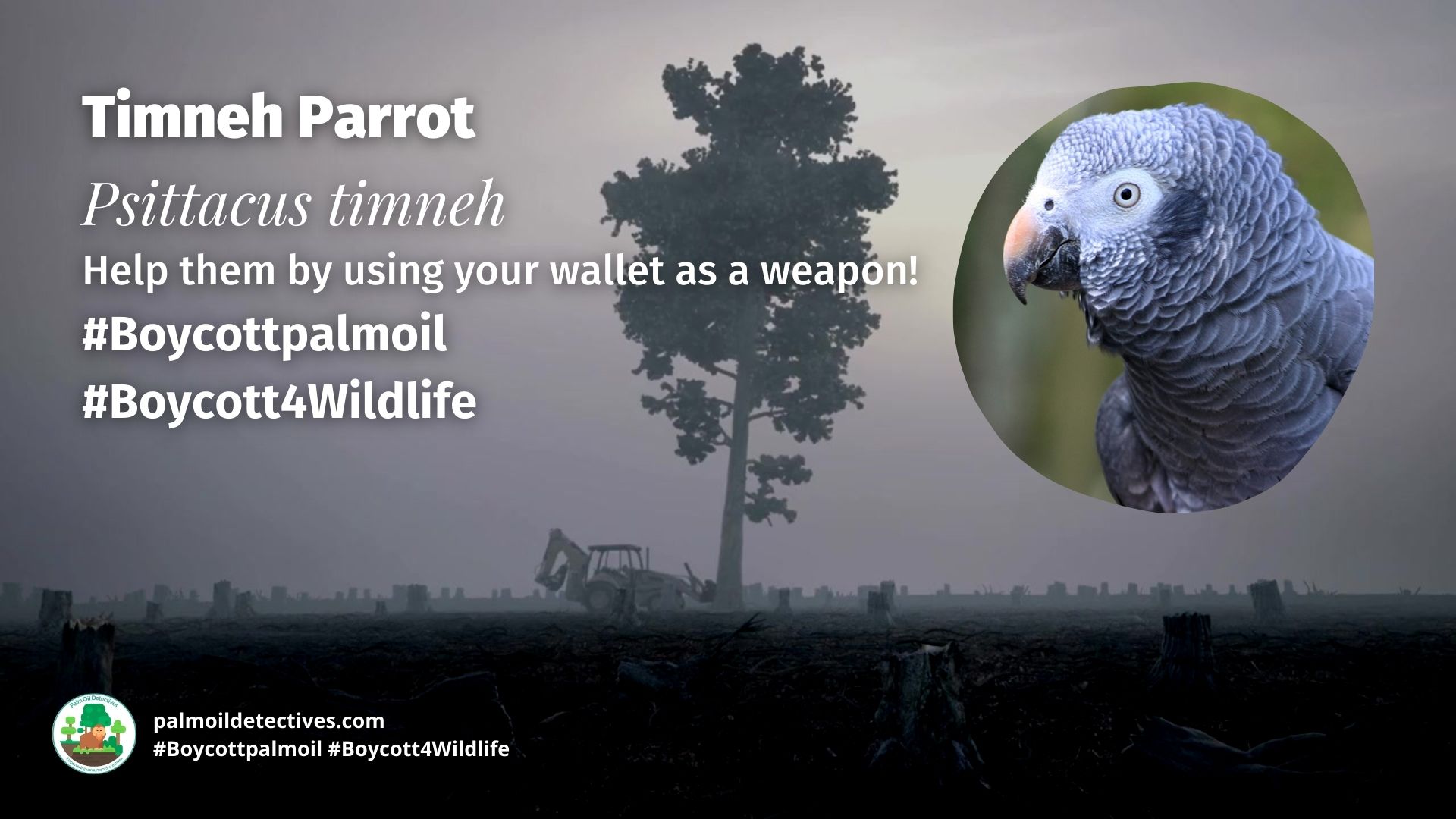 Timneh Parrot Psittacus timneh boycott palm oil 