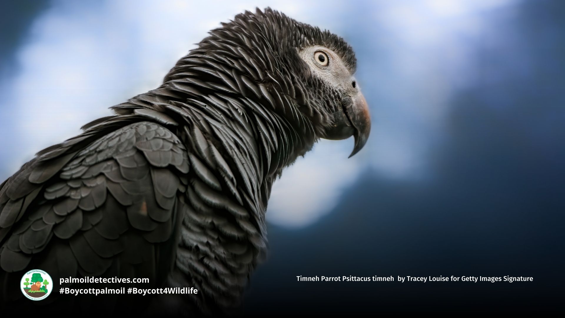 Timneh Parrot Psittacus timneh sitting in tree 