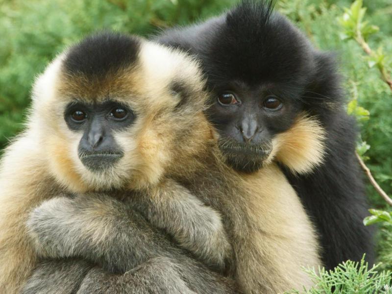 Tonkin Black Crested Gibbon Nomascus concolor ssp.&nbsp;concolor