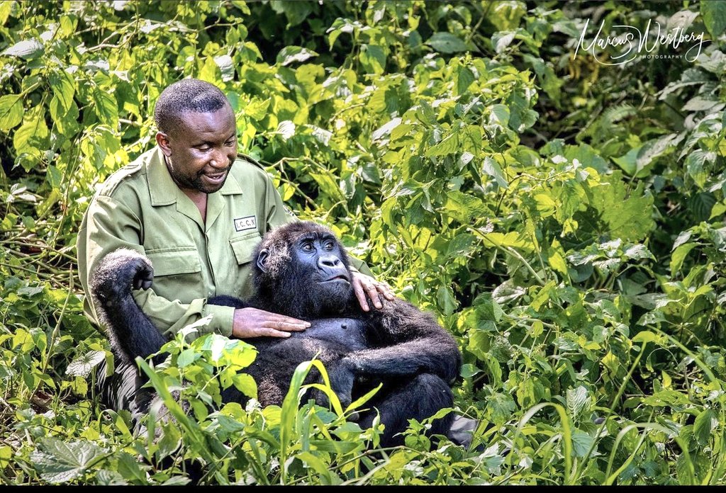 How does COVID-19 affect Wildlife Conservation?