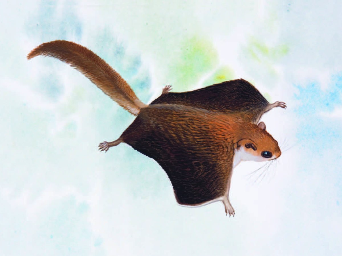 Vordermann’s Flying Squirrel Petinomys&nbsp;vordermanni