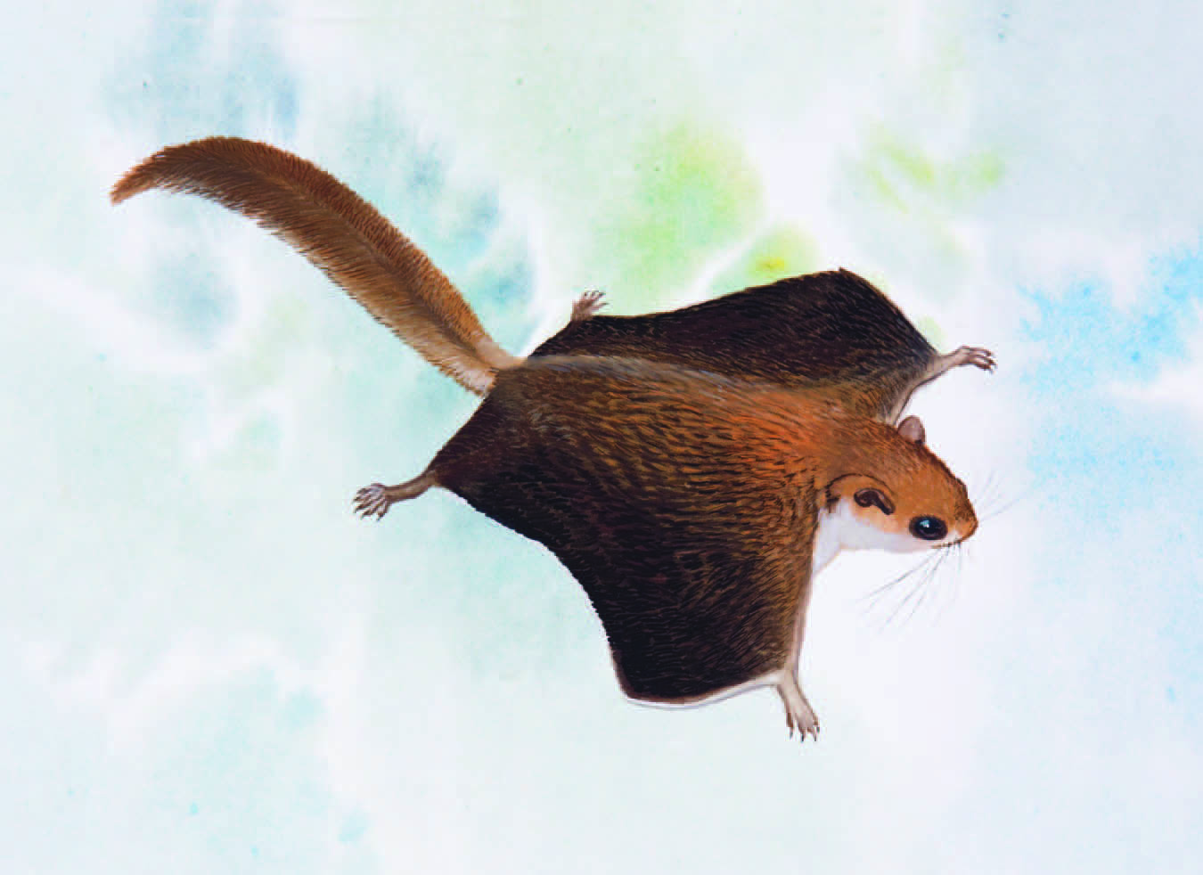 Vordermann's Flying Squirrel Petinomys vordermanni