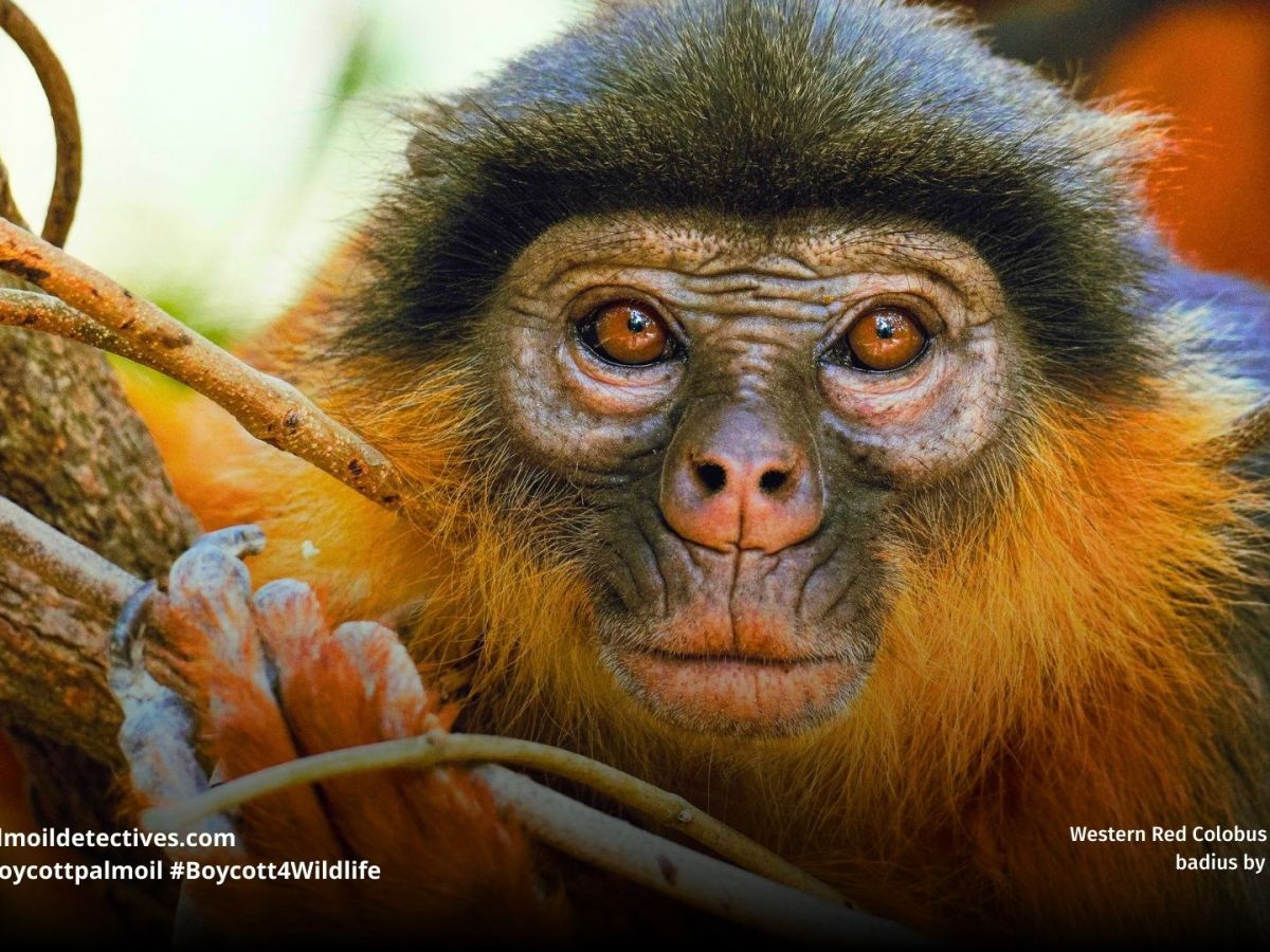 Western Red Colobus Piliocolobus&nbsp;badius