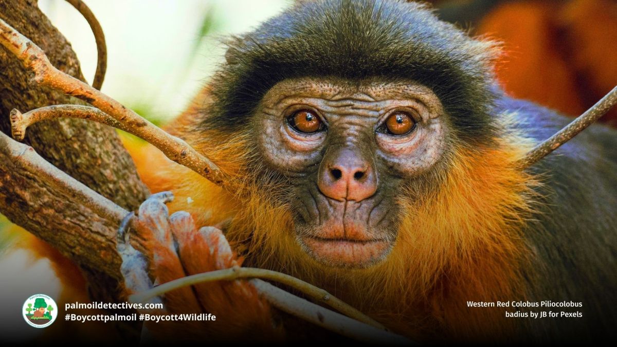 Western Red Colobus Piliocolobus&nbsp;badius