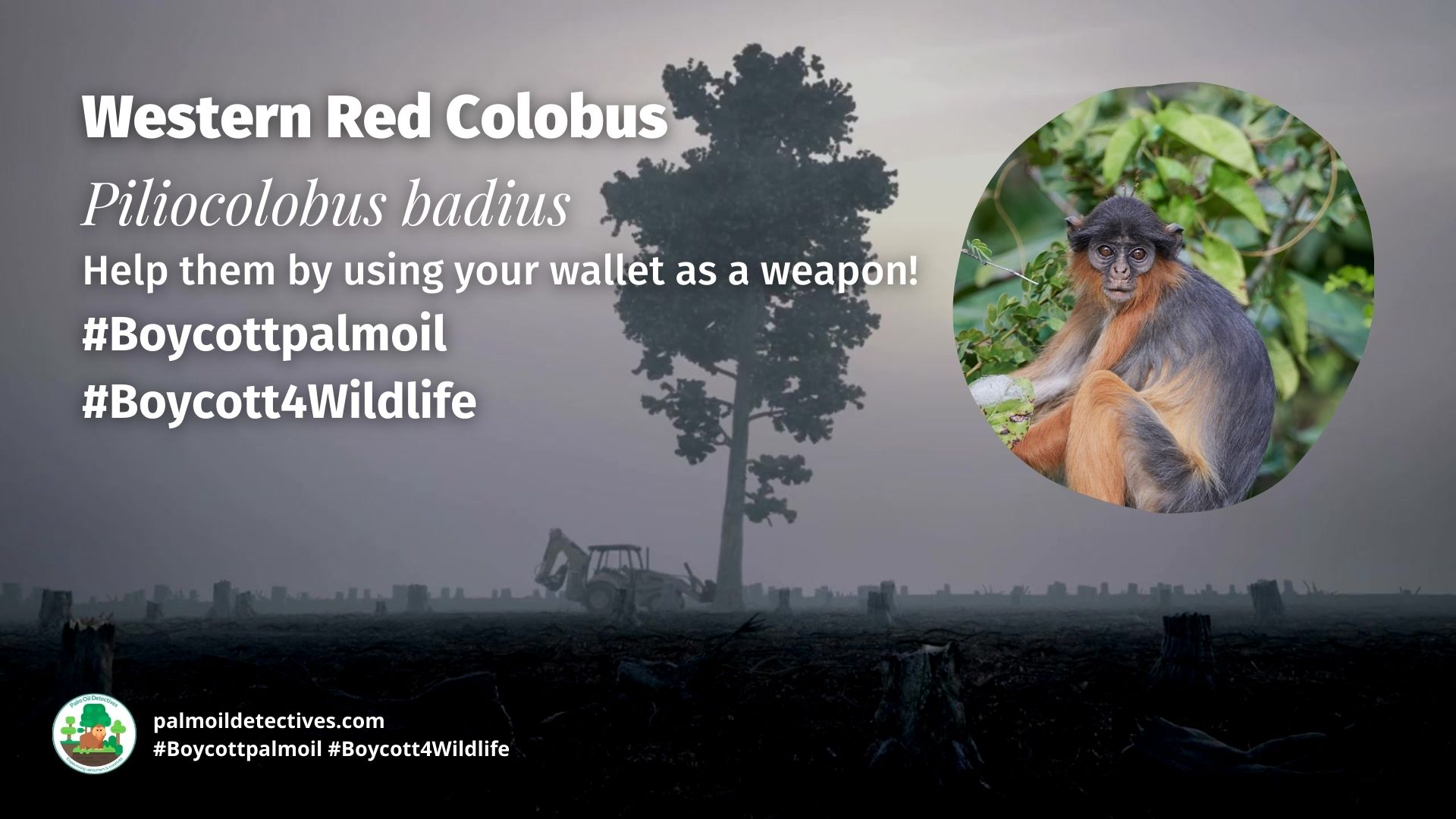 Western Red Colobus Piliocolobus badius boycott