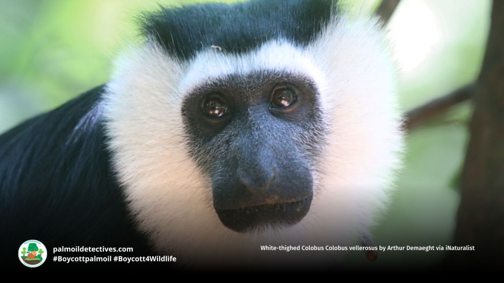 White-thighed Colobus Colobus vellerosus by Arthur Demaeght via iNaturalist