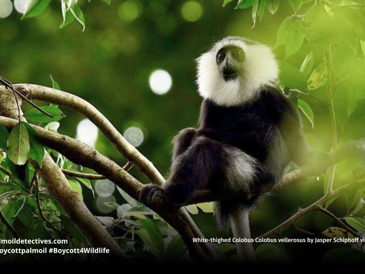 White-thighed Colobus Colobus&nbsp;vellerosus